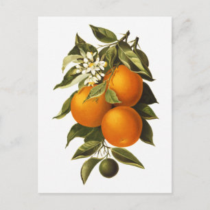 Sinaasappels en papavers briefkaart