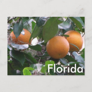 Sinaasappels Foto Briefkaart