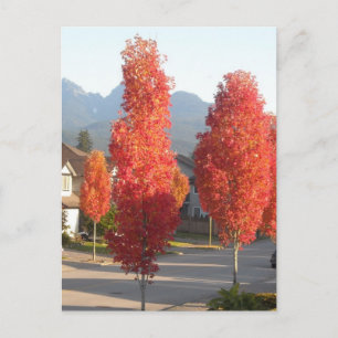 Sinaasbomen in de herfst briefkaart