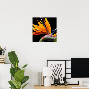 Sinaasvogel van de Paradijsplant op Zwarte Bloemen Poster
