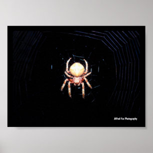Sinaaswielwebspin Poster