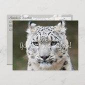 Sincere Snow Leopard Dank u Briefkaart (Voorkant / Achterkant)