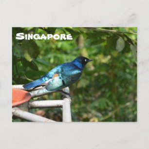 Singapore Briefkaart: Uitstekende starling Briefkaart