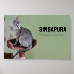 Singapore Cat Breed Poster