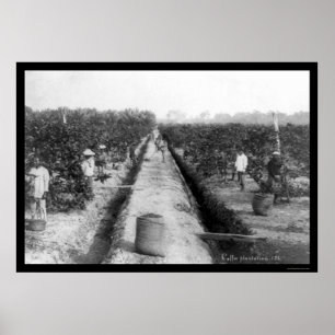 Singapore Koffieplantage 1898 Poster