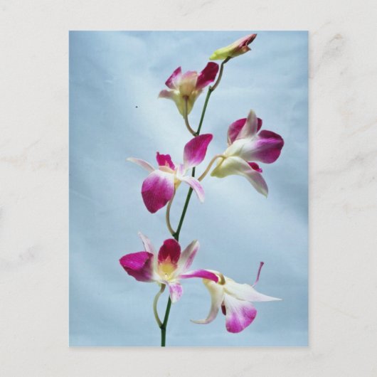 Singapore orchidebloemen briefkaart (Voorkant)