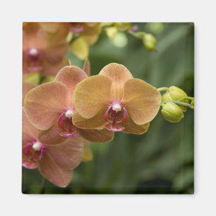 Singapore Sanskrit voor Lion City). Nationaal 2 Magneet