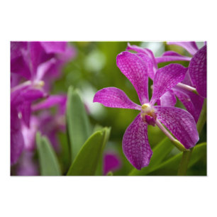 Singapore Sanskrit voor Lion City). Nationaal Foto Afdruk