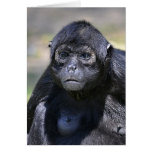 Singe à tête noire