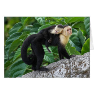 Singe Capucin Adulte Portant Le Bébé Sur Son Dos