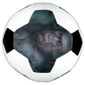 Singe dans la jungle (Tourné)