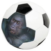 Singe dans la jungle (3/4)