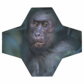 Singe dans la jungle (Plat)