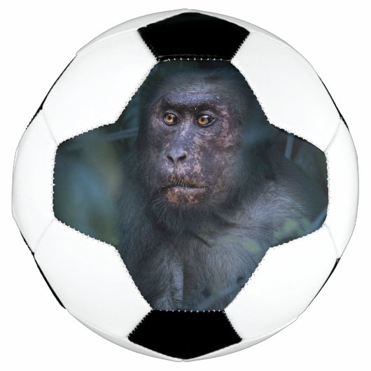 Singe dans la jungle (Devant)