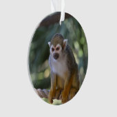 Singe-écureuil curieux (devant)