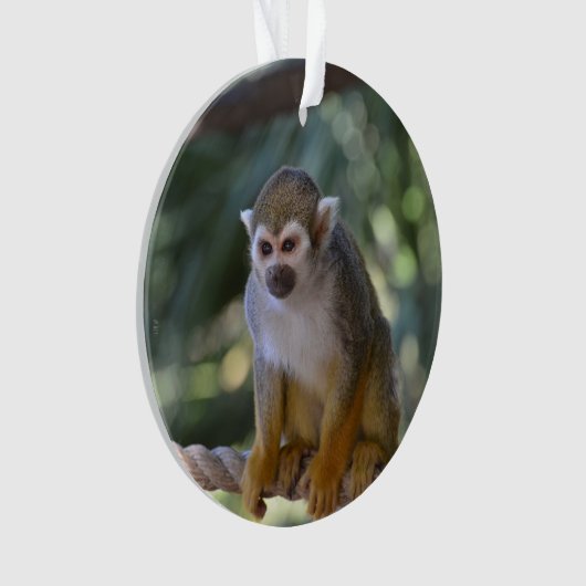 Singe-écureuil curieux (devant)