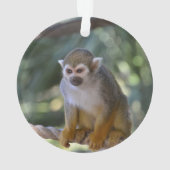 Singe-écureuil curieux (dos)