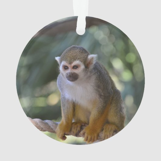 Singe-écureuil curieux (dos)