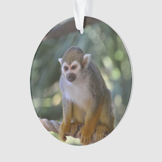 Singe-écureuil curieux (devant)