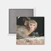 Singe effrayé avec grand aimant yeux (Recto/Verso)