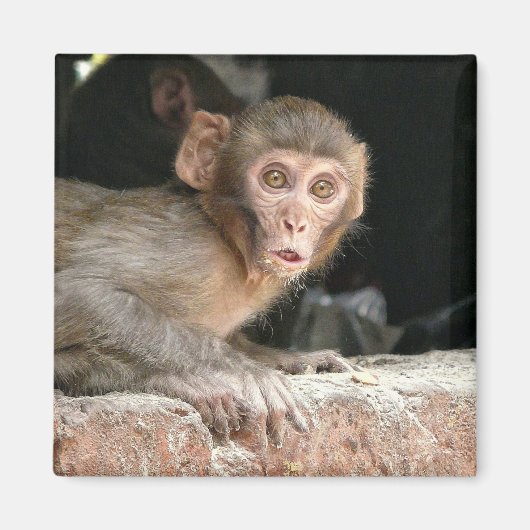 Singe effrayé avec grand aimant yeux (Devant)