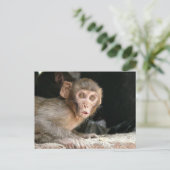 Singe effrayé avec grand yeux carte postale (Debout devant)