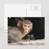 Singe effrayé avec grand yeux carte postale (Devant / Derrière)
