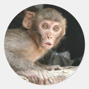 Singe effrayé avec gros yeux autocollant rond