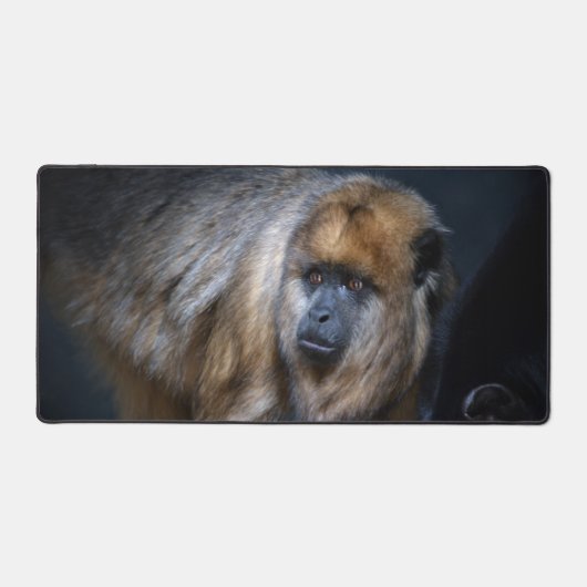 Singe hurleur (Recto)