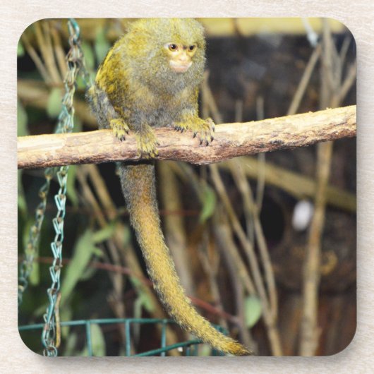 Singe Marmoset En alerte, Dessous de verre (Devant)