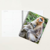Singe nez retroussé doré avec bébé (Devant avec enveloppe)