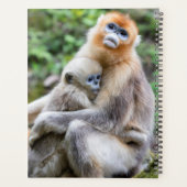 Singe nez retroussé doré avec bébé (Dos)
