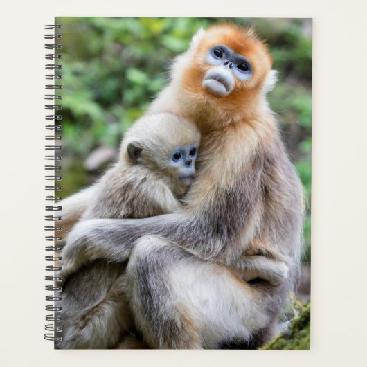 Singe nez retroussé doré avec bébé (Devant)