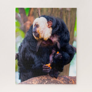 Singe saki à face blanche. Puzzle