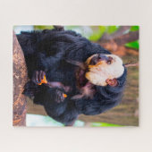 Singe saki à face blanche. Puzzle (Horizontal)