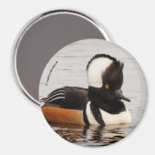 Singer in the Making: Gedekte Mergansers Magneet (Voorkant / Achterkant)