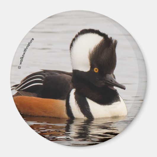Singer in the Making: Gedekte Mergansers Magneet (Voorkant)