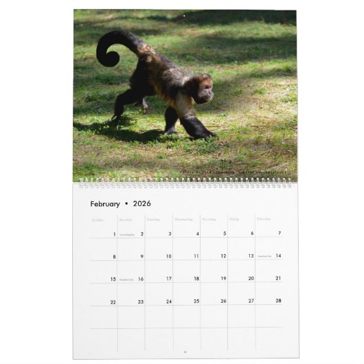 Singes calendrier 12 mois (Feb 2026)