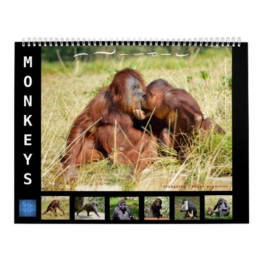 Singes calendrier 12 mois (Protection)