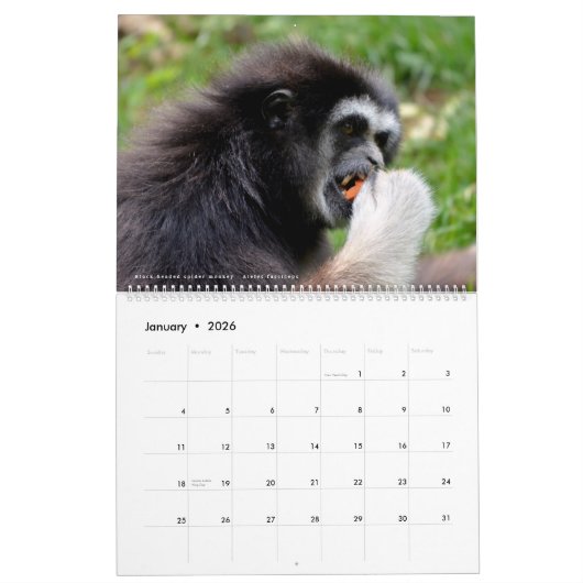 Singes calendrier 12 mois (Jan 2026)