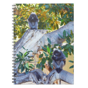 Singes de Langur Noir Manger, Carnet
