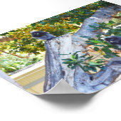 Singes de Langur Noir Manger, Poster (Coin)