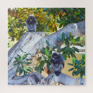 Singes de Langur Noir Manger, Puzzle