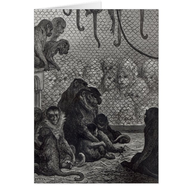 Singes de London (Devant)