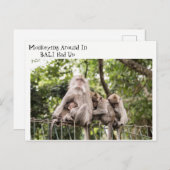 Singes endormis dans la carte postale de Bali (Devant / Derrière)