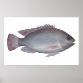 Singida Tilapia Poster (Voorkant)