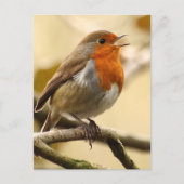 Singing Robin Briefkaart (Voorkant)