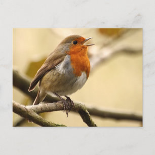 Singing Robin Briefkaart
