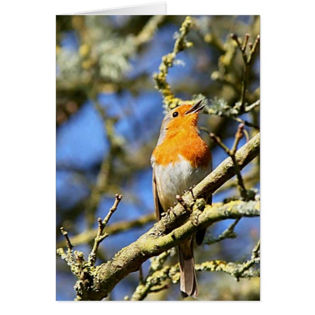 Singing Robin, Stourhead (Voorkant)