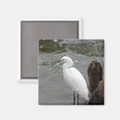 Singing Snowy Egret Magneet (Voorkant / Achterkant)